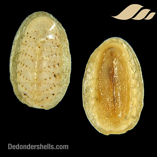 Ischnochiton cessaci 7