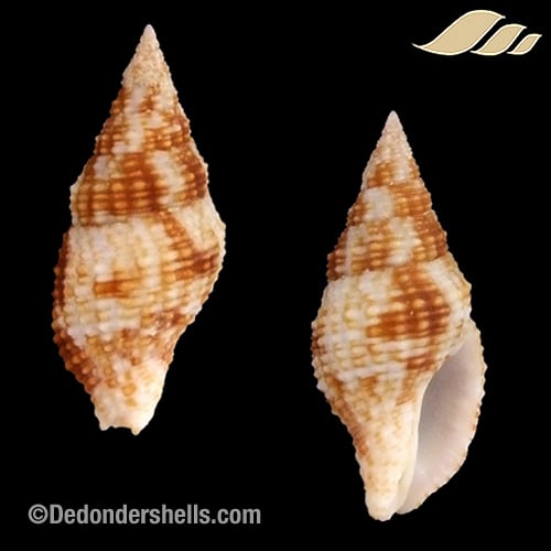 Prodotia billeheusti 2