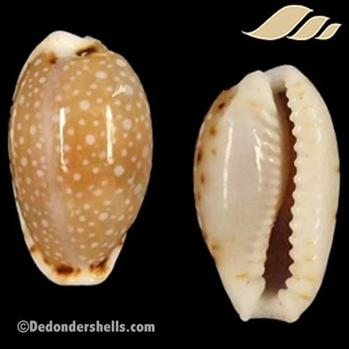 Cypraea labrolineata 17