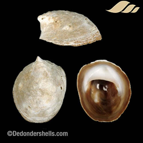 Crepidula adunca 2