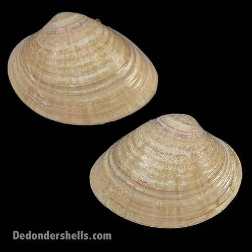 Callista chinensis 1