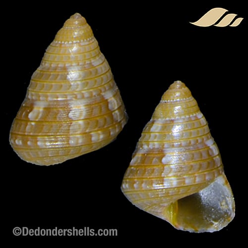 Cantharidus sendersi 1