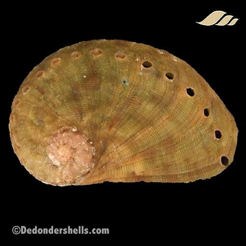 Haliotis semiplicata 4