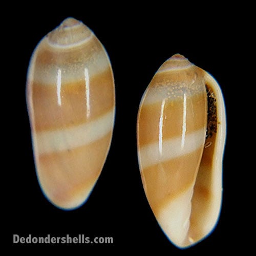 Volvarina taeniolata 7