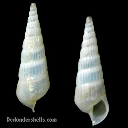 Turbonilla farinatiae 1