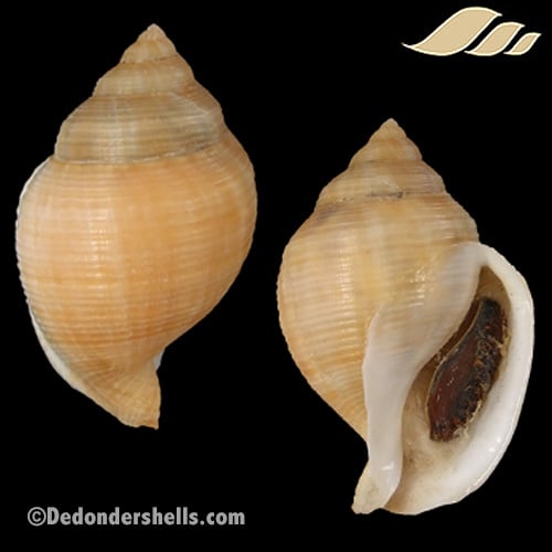 Galeodea echinophora adriatica 1