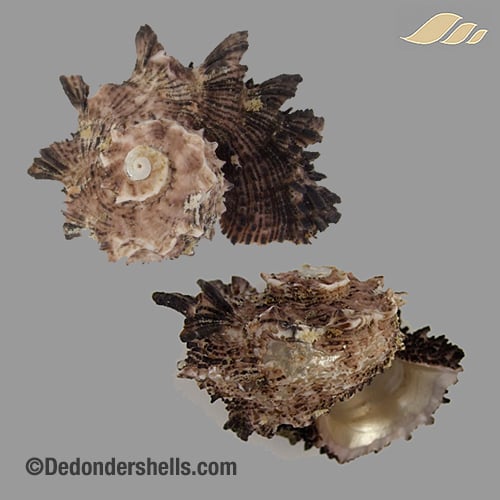 Angaria delphinus 20