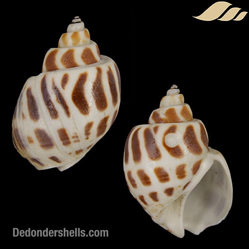 Babylonia areolata 2