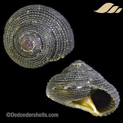 Eurytrochus cognatus 5