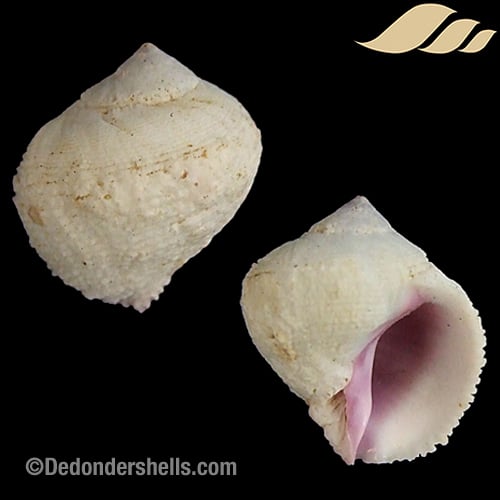 Coralliophila violacea 4