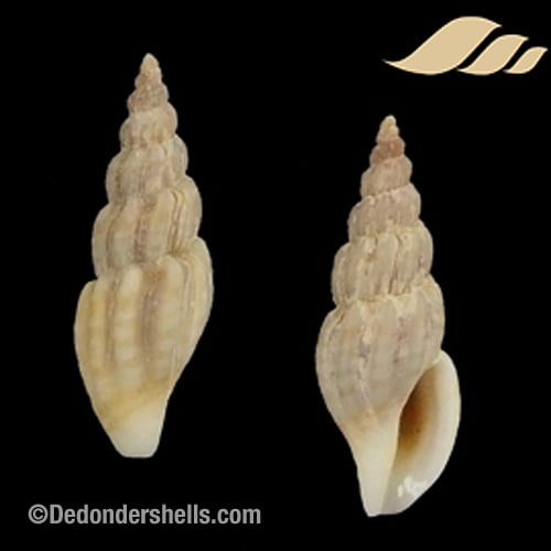 Mangelia costulata 8