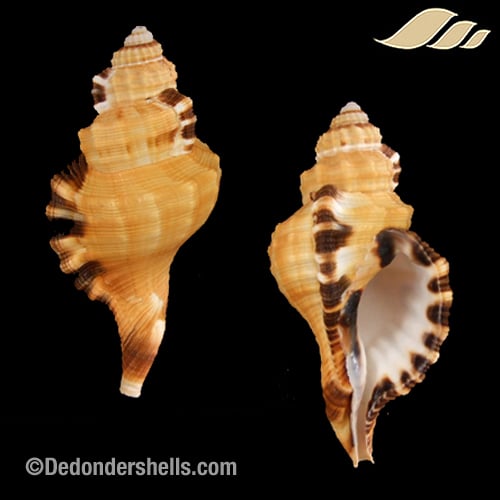 Lotoria grandimaculata 9