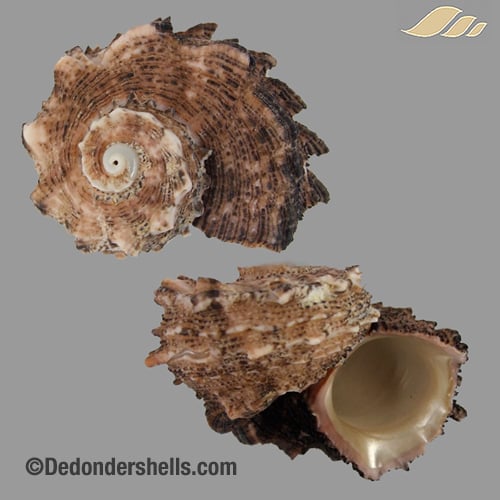 Angaria delphinus 21