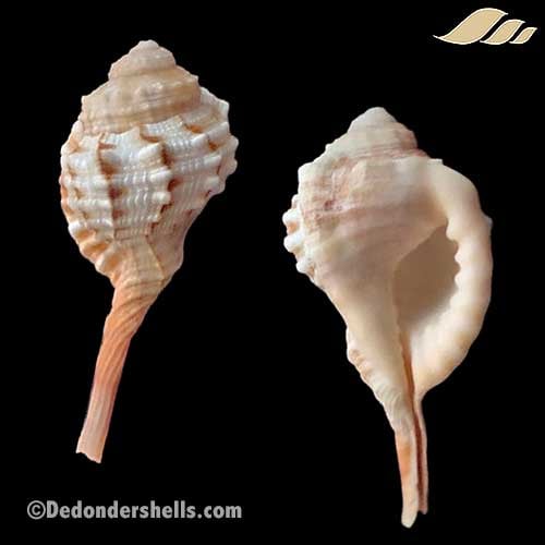 Ranularia gutturnia 1