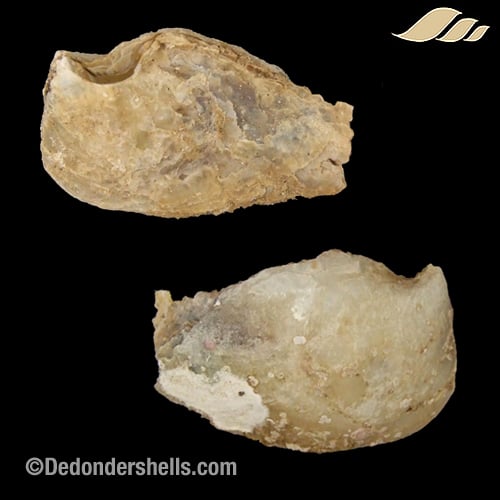 Isognomon dunkeri 16