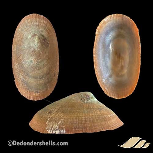 Cymbula compressa 15