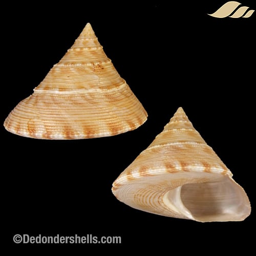 Calliostoma formosense 6