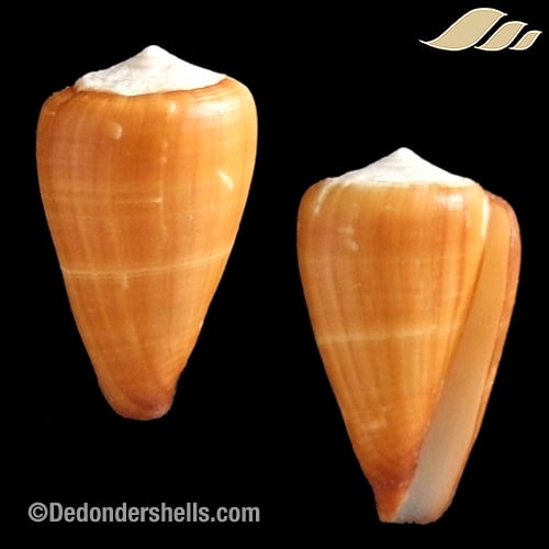 Conus josephinae 1