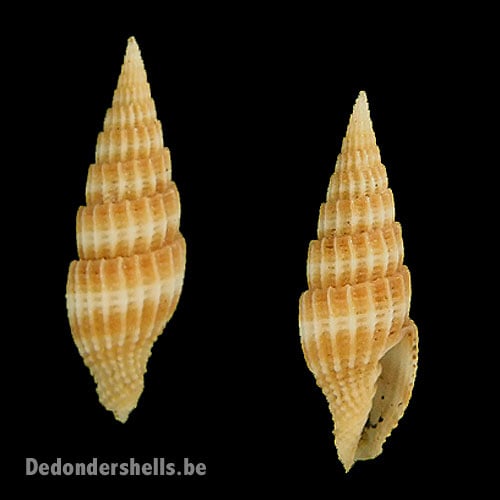 Vexillum delicatum 3