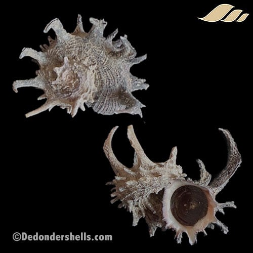 Angaria melanacantha 3