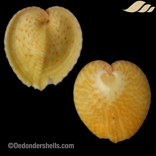 Corculum monstrosum 3