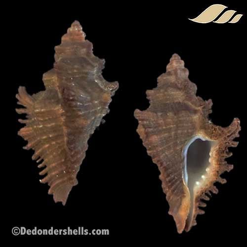 Chicocenebra gubbi 2