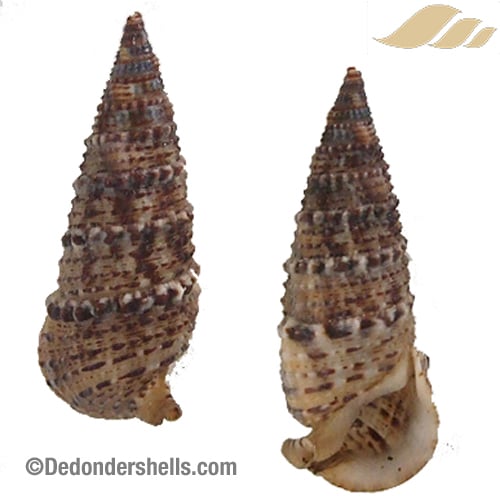 Rhinoclavis sinensis 2