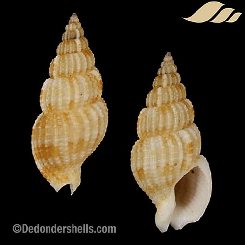 Antillophos hirasei 2