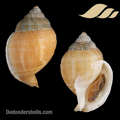 Galeodea echinophora adriatica 3