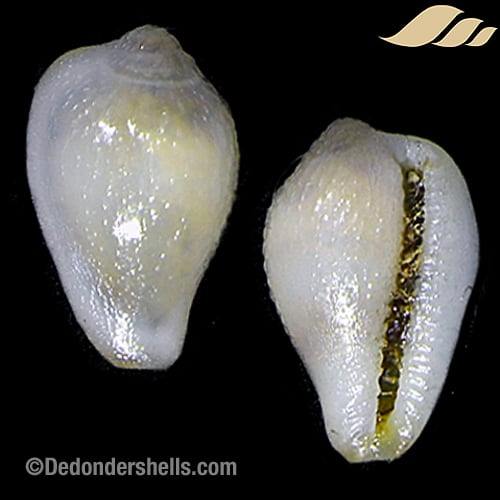 Sulcerato corrugata 1