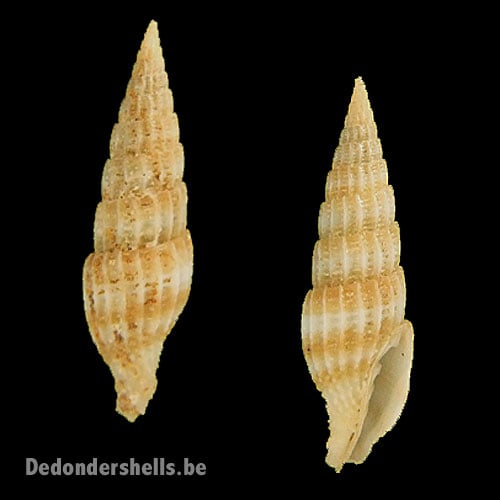 Vexillum delicatum 5