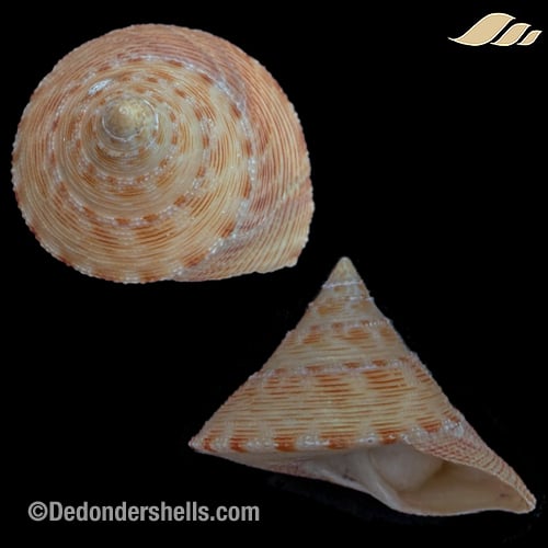 Calliostoma formosense 7