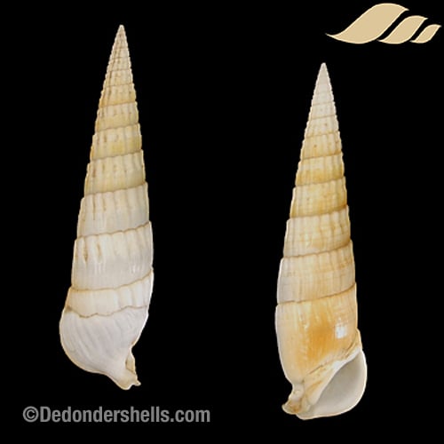 Rhinoclavis fasciata 7