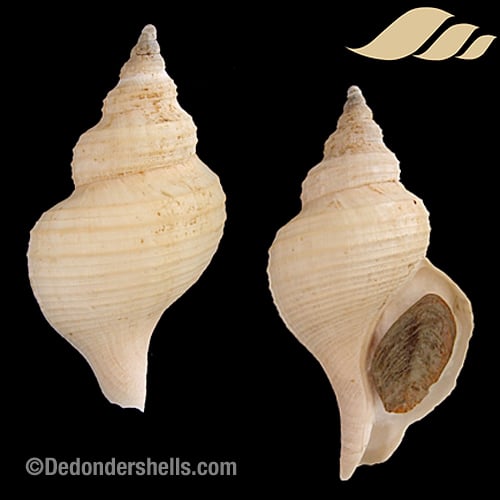 Neptunea pribiloffensis 2