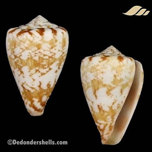 Conus derrubado 1