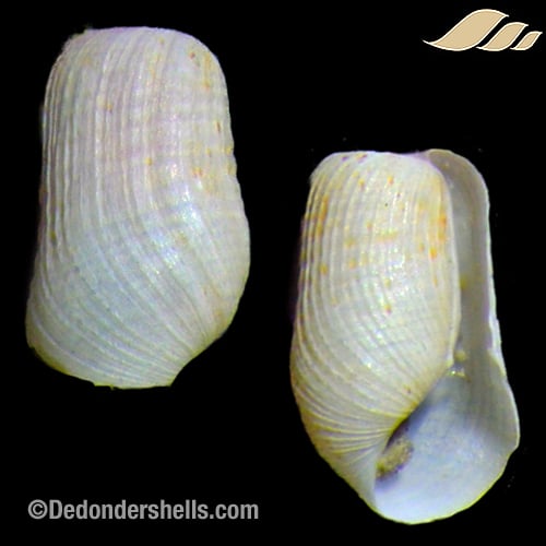 Retusa desgenettii 1