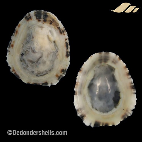 Patella intermedia 18