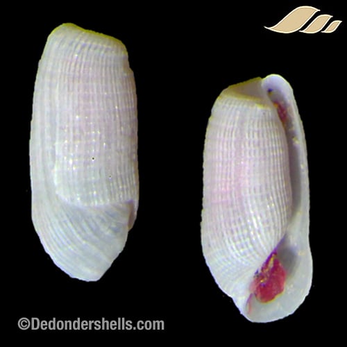 Pyrunculus fourierii 1