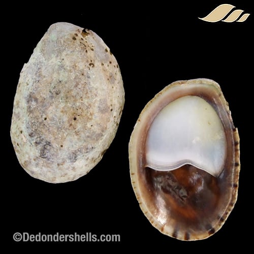 Crepidula porcellana 13