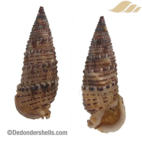 Rhinoclavis sinensis 5