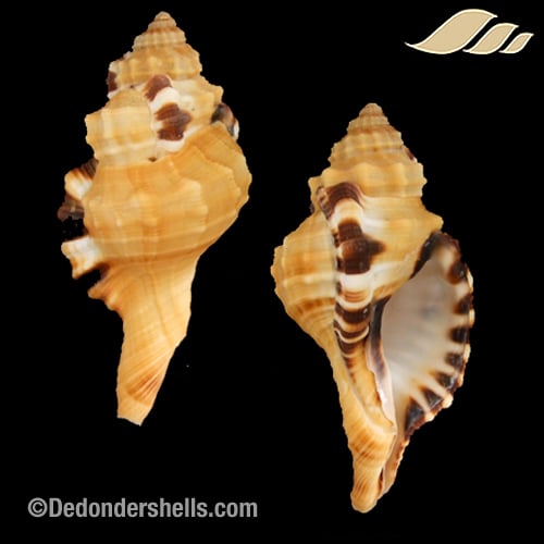 Lotoria grandimaculata 7