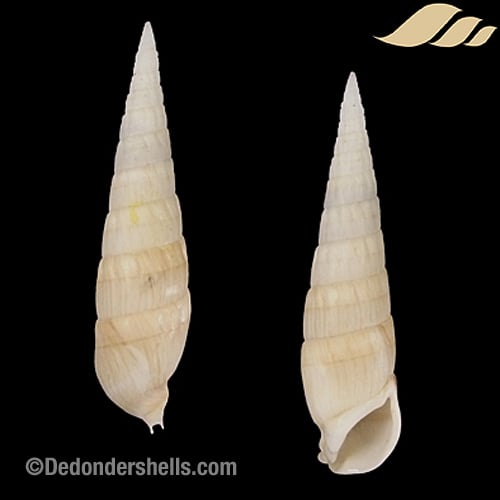 Rhinoclavis fasciata 10