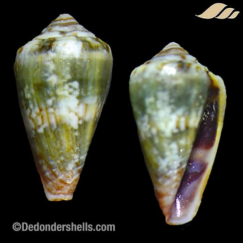 Conus melissae 4
