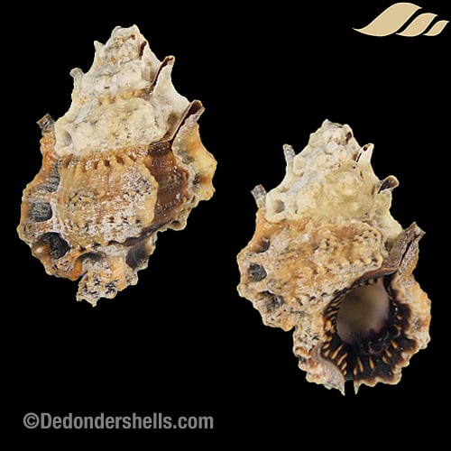 Bursa muehlhaeusseri 7