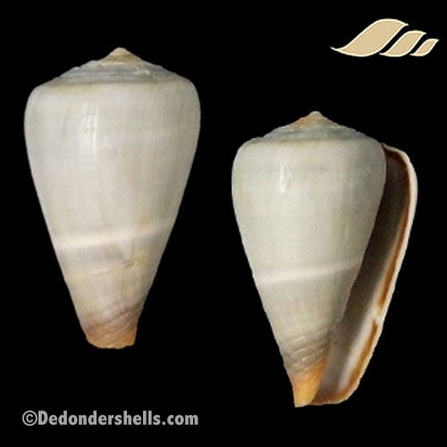 Conus messiasi 2
