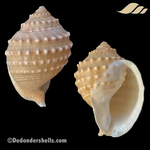 Galeodea echinophora subnodulosa 4