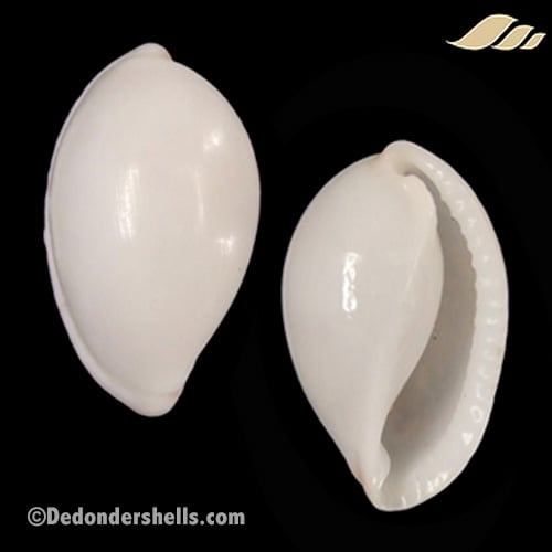 Prionovolva pudica wilsoniana 1