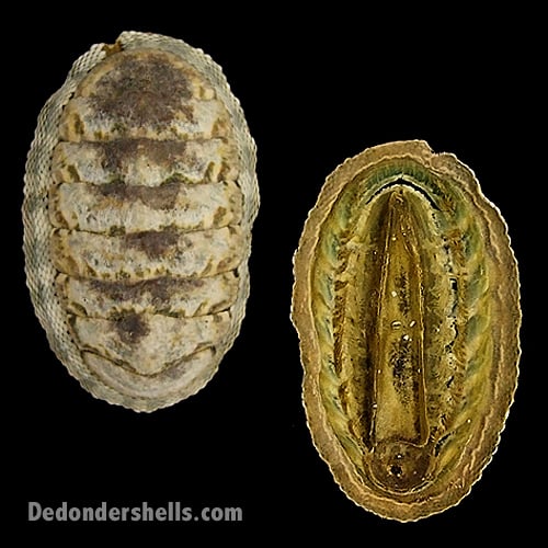 Chiton squamosus 5