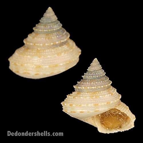 Calliostoma soyoae 3