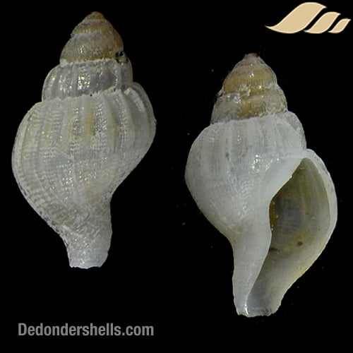 Amphissa acutecostata 2